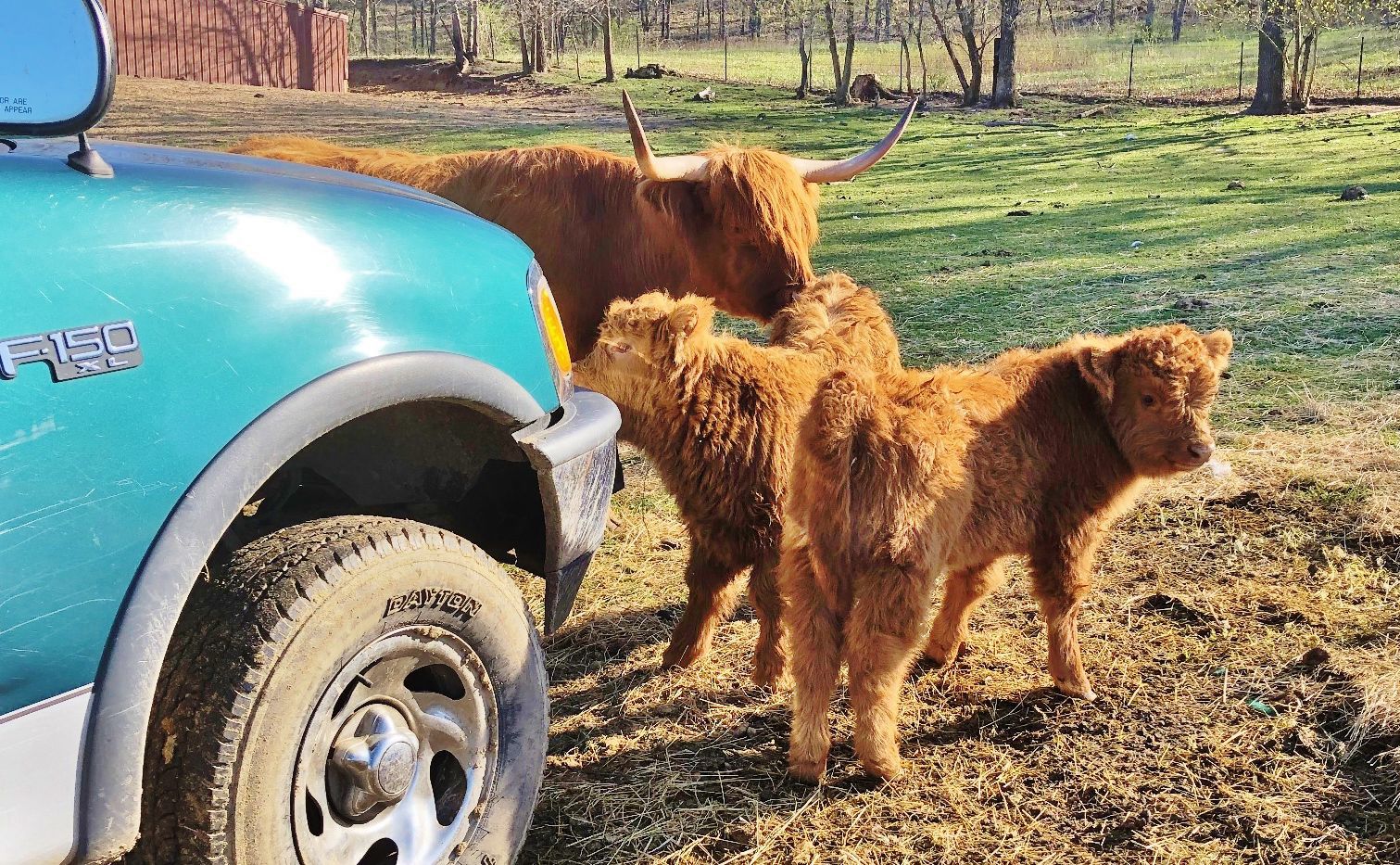 Mom what is this weird blue cow doing here?
